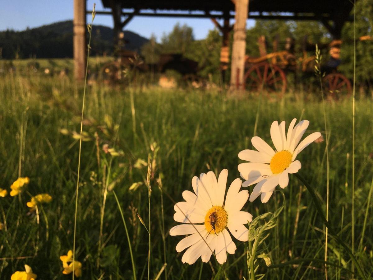 Hotel Penzion Roal Pieniny Spisska Stara Ves Exteriér fotografie